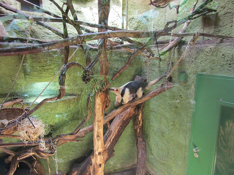 File:Südliche Tamandua (Zoo Dresden).jpg