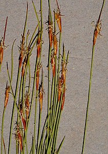 Flowering heads