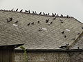 Sainte-Preuve (Aisne) des pigeons sur un toit de lauzes.JPG