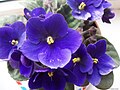 Saintpaulia ionantha (ru:Сенполия фиалкоцветная) (en:African violet) (de:Usambaraveilchen) (lv:Uzambāras vijolīte)