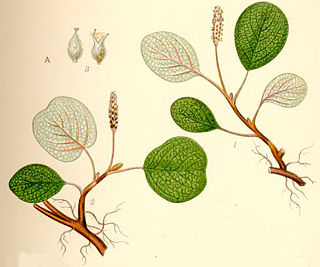 <i>Salix reticulata</i> species of plant