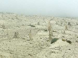 San Miguel's caliche forest near Cuyler's Harbor[4]