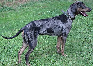 Catahoula Leopard Dog