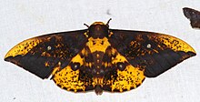 پروانه Saturniid (Eacles guianensis) (26480093238) .jpg