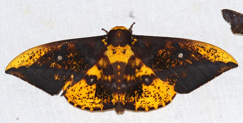 File:Saturniid Moth (Eacles guianensis) (26480093238).jpg