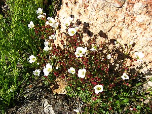 Annuendo Saxifrage (Saxifraga cernua) in Groenlandia