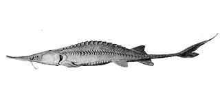 Pallid sturgeon species of fish