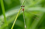 Lestes dryas – Weibchen