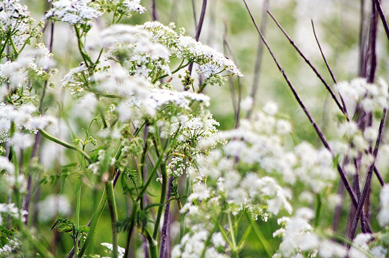 File:Schuelperneuensiel Achillea 12.05.2011 20-08-22.JPG