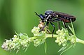 female, Schwarze Habichtsfliege ...