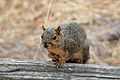 Fox Squirrel, Sciurus niger at Asilomar