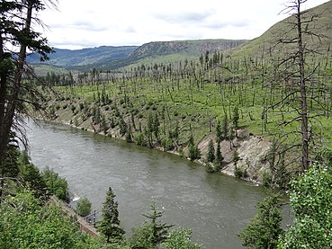 McLure Wildfire Regrowth Scorched section of forest along North Thompson River near Barriere, BC.jpg