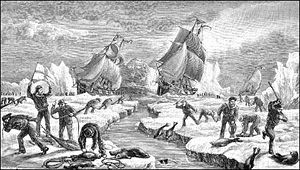 Sealhunt 550.jpg