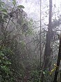 Selva Humeda Farallones de Cali.JPG