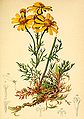 Senecio abrotanifolius