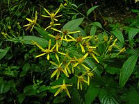 Senecio ovatus