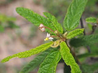 <i>Seringia corollata</i> Species of shrub