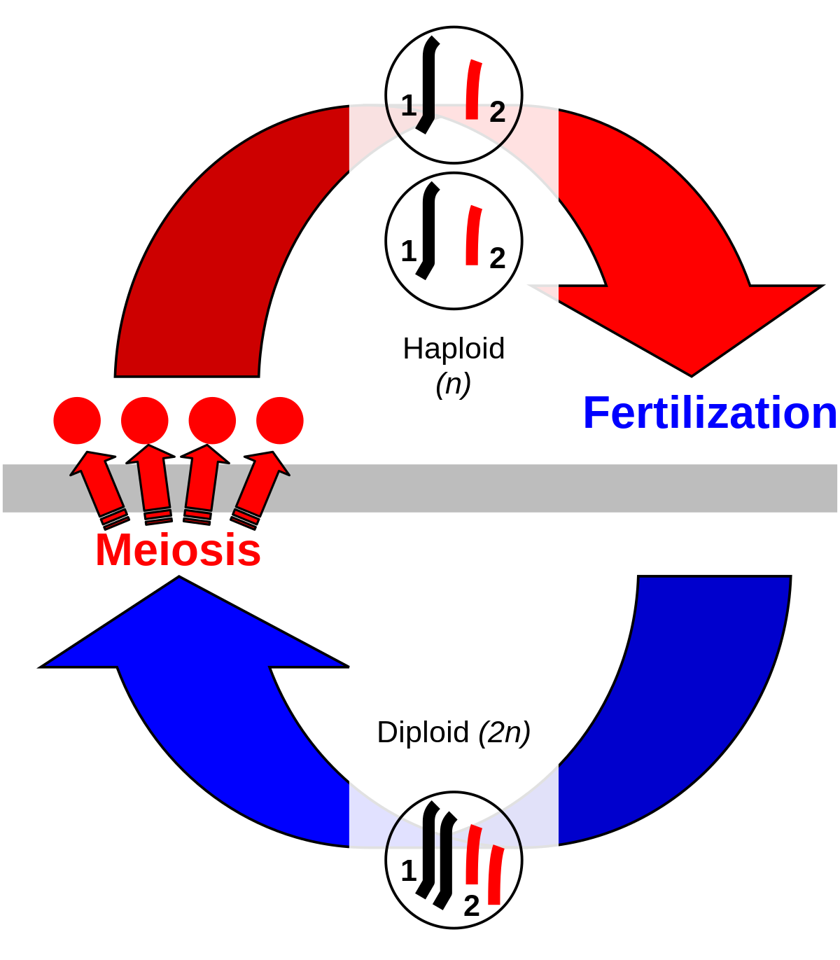 Sexual reproduction - Wikipedia