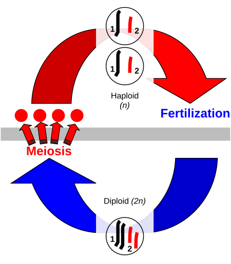 ไฟล์:Sexual cycle.svg