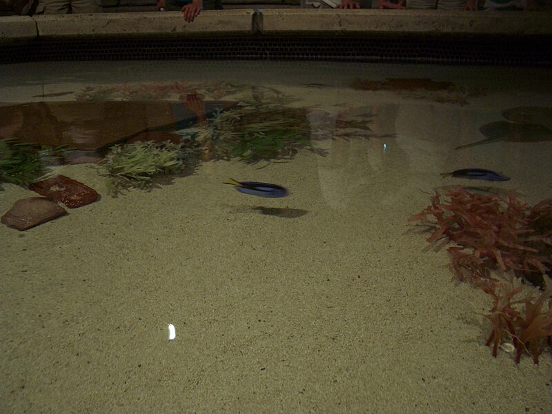 File:Shark Reef Aquarium Touch Pool 32.jpg