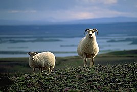 Un agneau (3 à 4 mois) et sa mère (race : Icelandic)