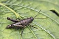 * Nomination Short-horned grasshopper (Rhytidochrota risaraldae) female --Charlesjsharp 08:19, 11 October 2023 (UTC) * Promotion  Support Good quality. --Poco a poco 16:58, 11 October 2023 (UTC)