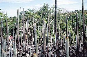 Siccobaccatus estevesii in the habitat