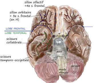 Ventral face grooves.png