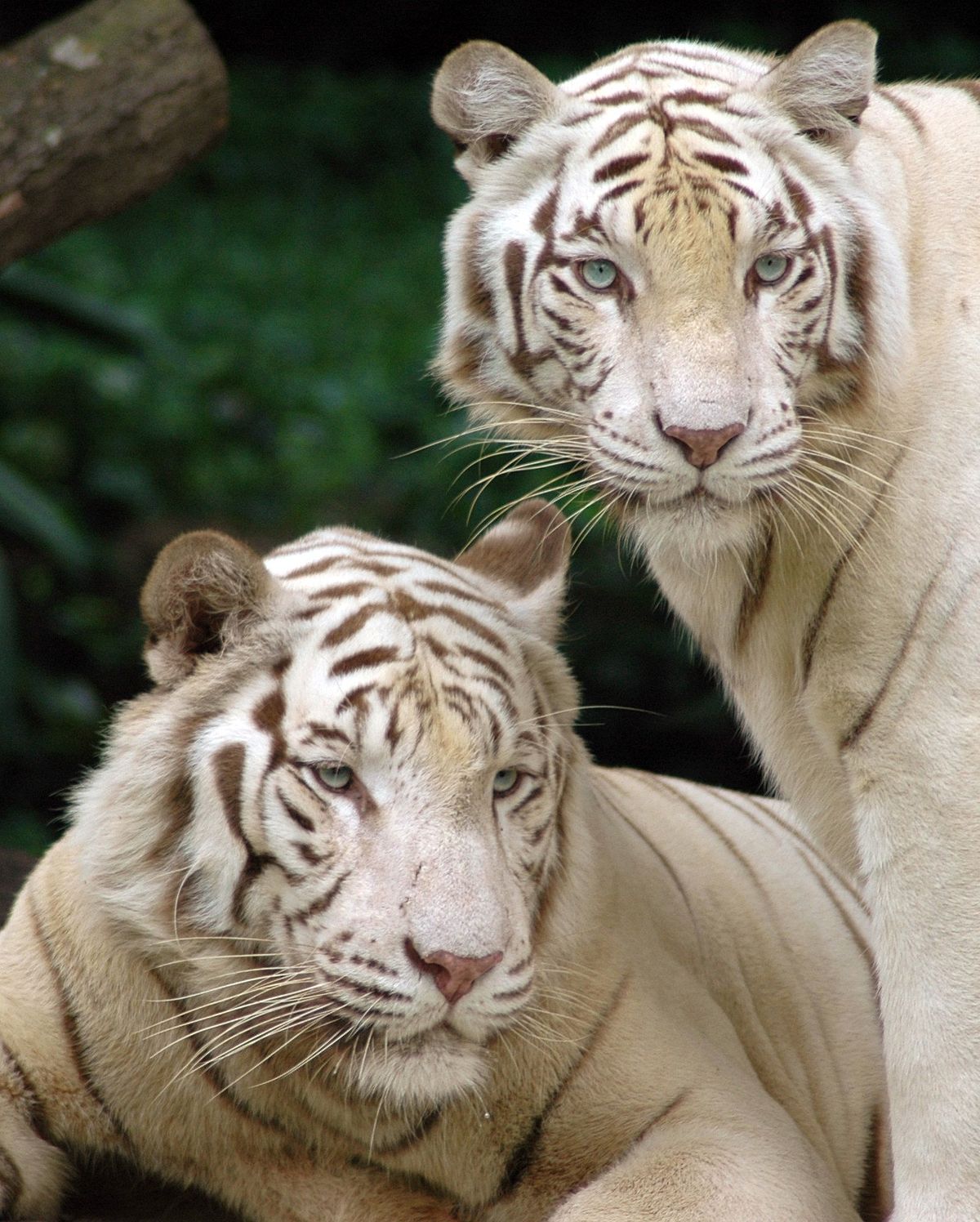 Tigre blanc — Wikipédia