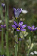 Sisyrinchium idahoense