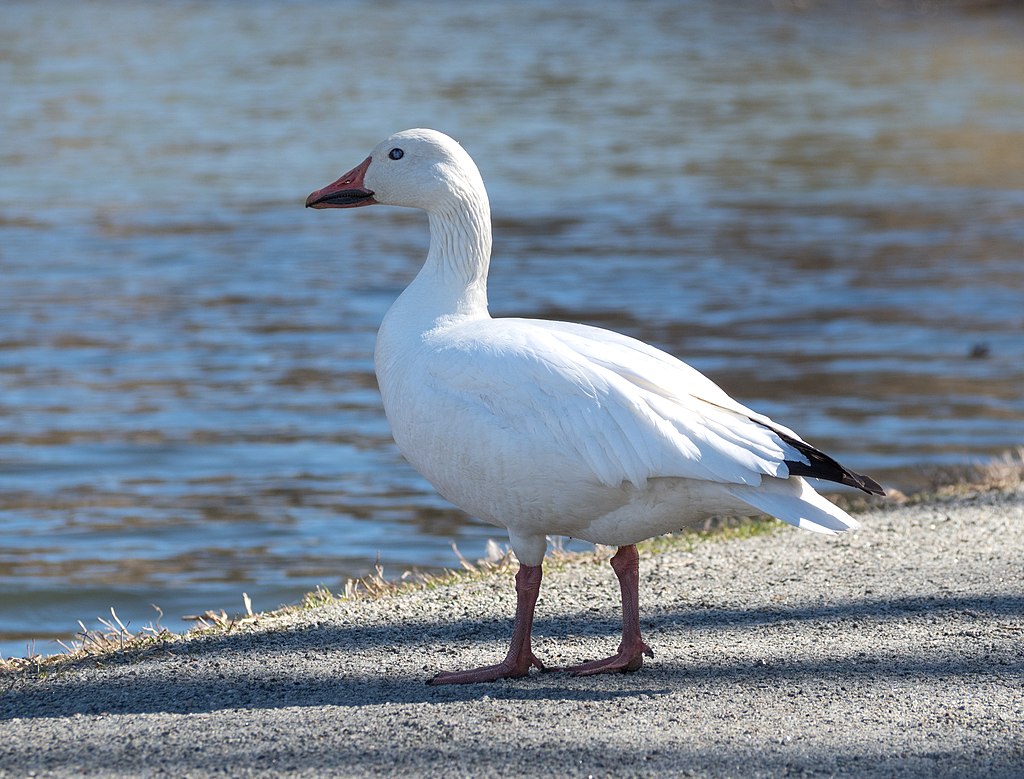 Snow goose in Central Park (33033)