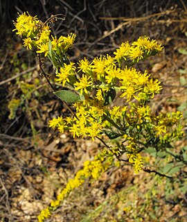 <i>Solidago californica</i> species of plant