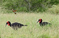 Southern Carmine Bee-eater (Merops nubicoides) hunting over Southern Ground Hornbills (Bucorvus leadbeateri) (17167105988).jpg