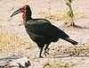 Southern ground hornbill.JPG