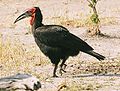 Moremi National Park, Okavango Delta, Botswana