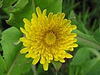 Sow-thistle flower