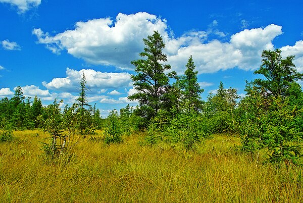 Spaulding Fen, Wisconsin.