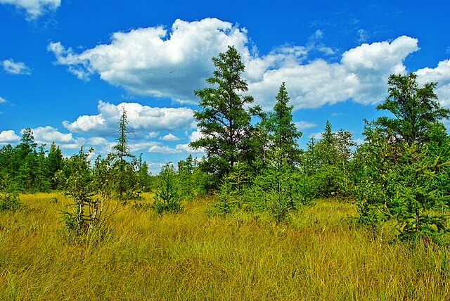 Spaulding Fen, Wisconsin.