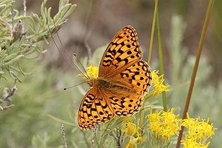 Speyeria coronis