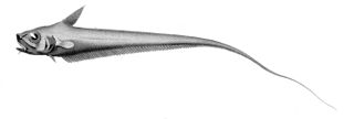 <i>Sphagemacrurus</i> genus of fishes