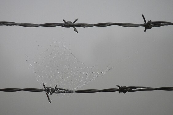 Spider Web on Barbed Wire