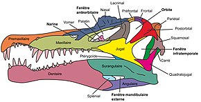 Anatomie du crâne et de la mâchoire de Spinosaurus, un Spinosauridae.