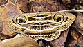 Spirama retorta moth displaying the face of an Indian Cobra.