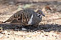 Squatter Pigeon (Geophaps scripta) (31217906422).jpg