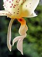 Stanhopea ruckeri Labellum