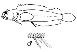 Starksia grammilaga