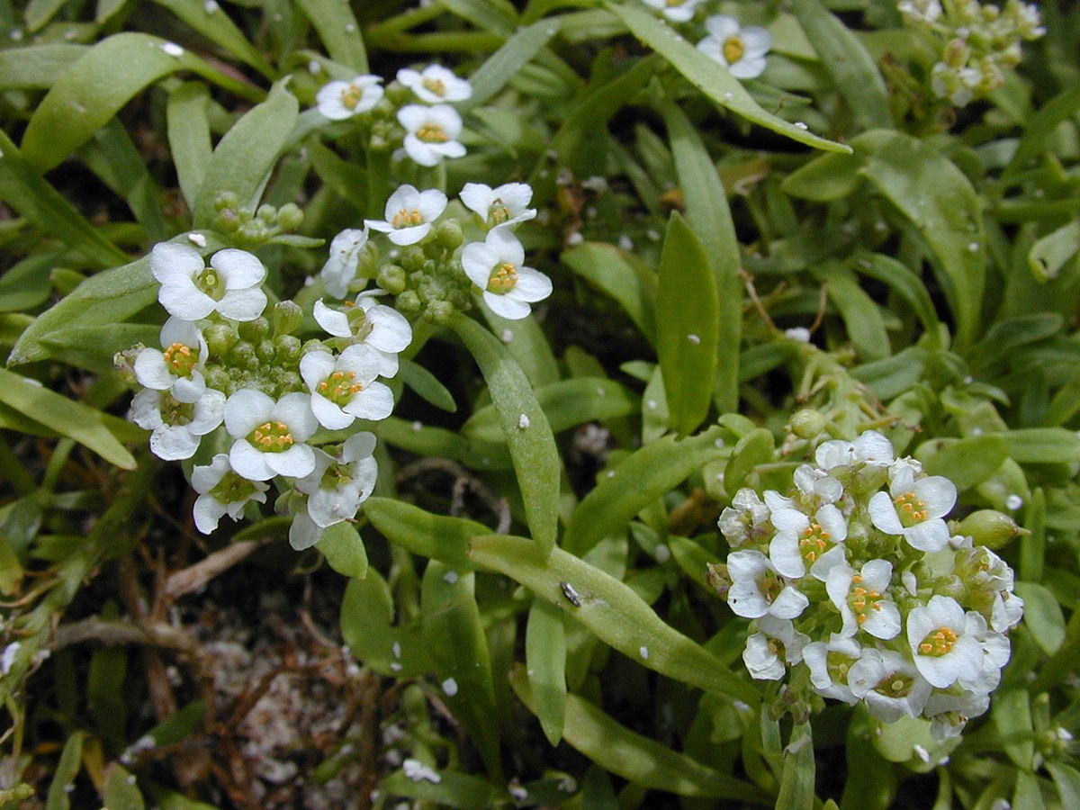 Алиссум Lobularia maritima