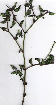 Старр 010726-8021 Salvia occidentalis.jpg