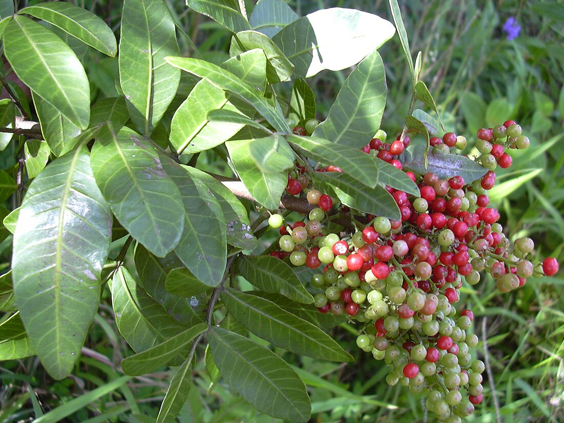 Schinus terebinthifolia