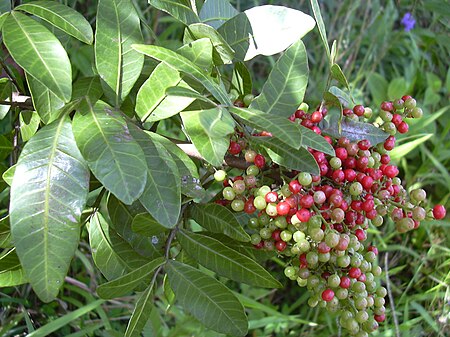 Schinus_terebinthifolia